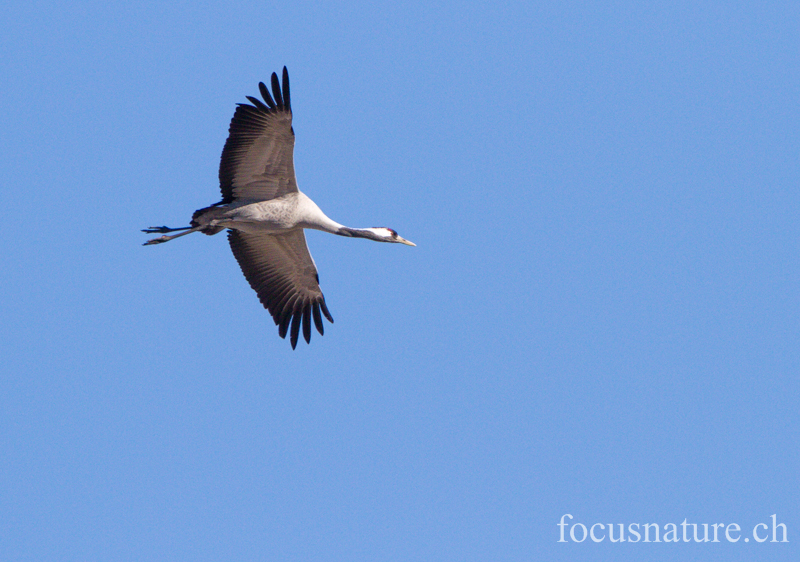 Grue 7273.jpg - Grue cendrée, Grus Grus, Common Crane - Parade au Hornborgasjon (Suède) Avril 2013